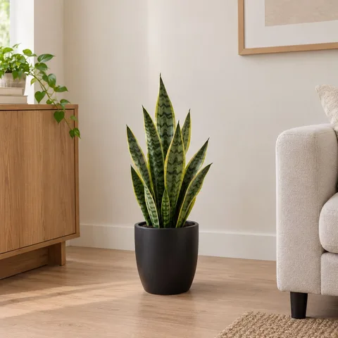 Sansevieria Snake Plant in Ceramic Pot